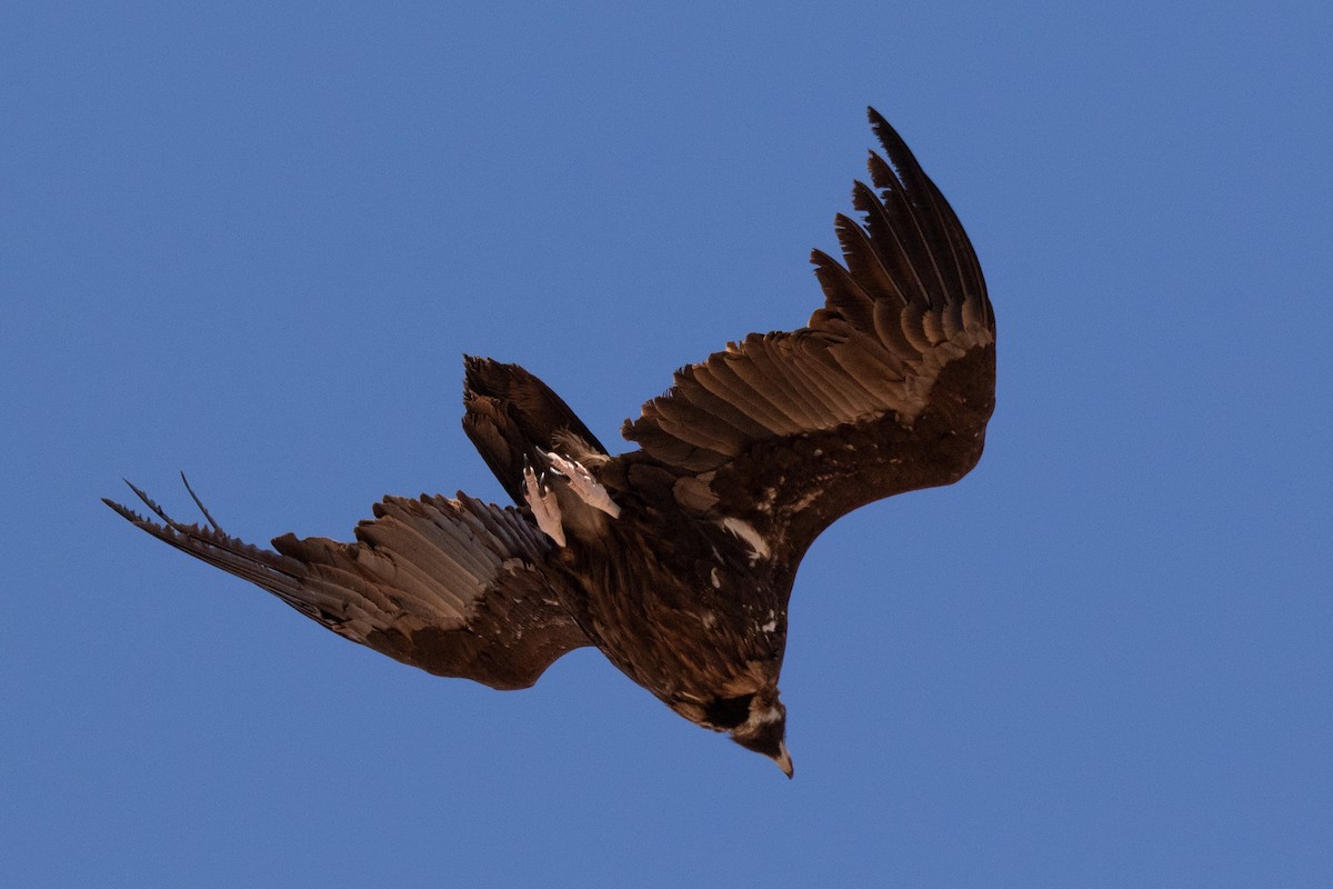 Cinereous Vulture - ML618721721
