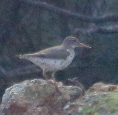 Spotted Sandpiper - Lynn Seman