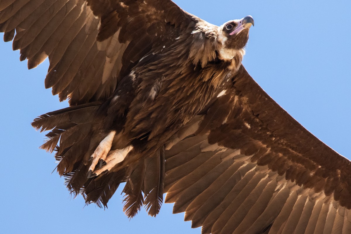 Cinereous Vulture - ML618721727
