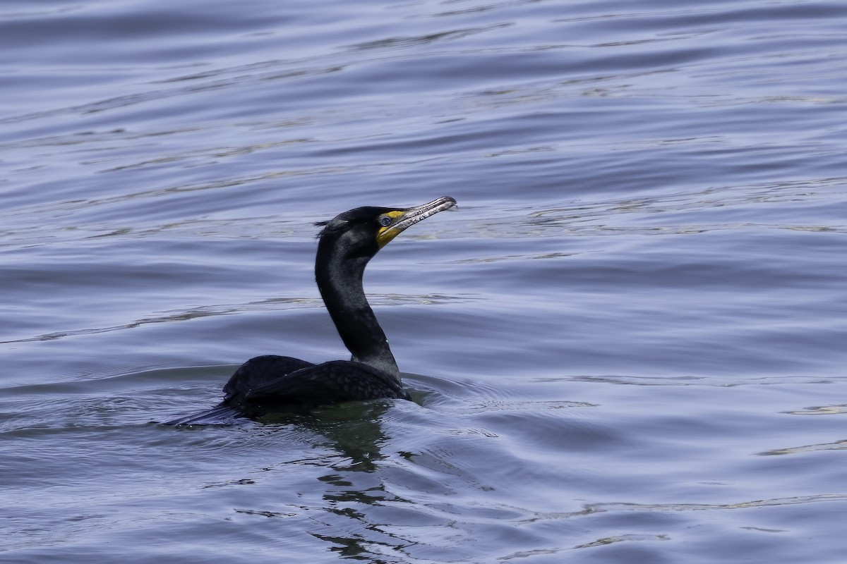 Double-crested Cormorant - ML618721729