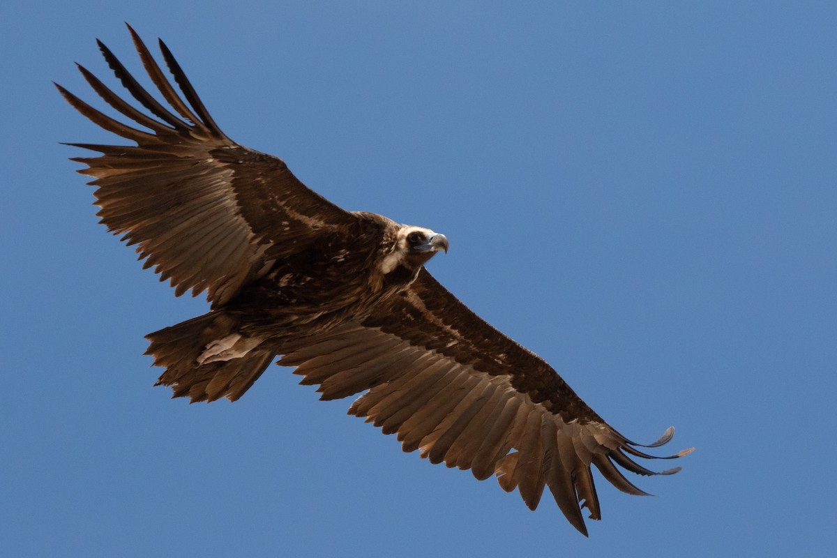 Cinereous Vulture - ML618721731