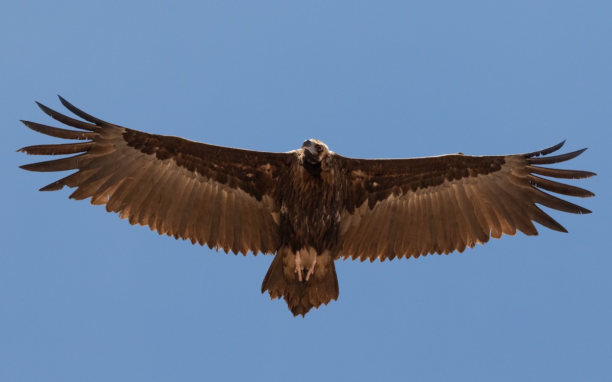 Cinereous Vulture - ML618721733