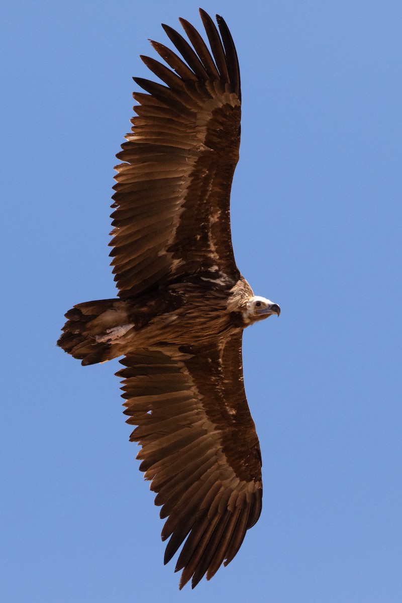 Cinereous Vulture - ML618721734
