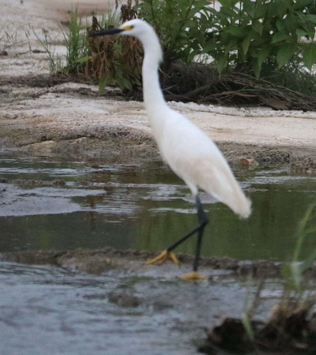 Snowy Egret - ML618721738