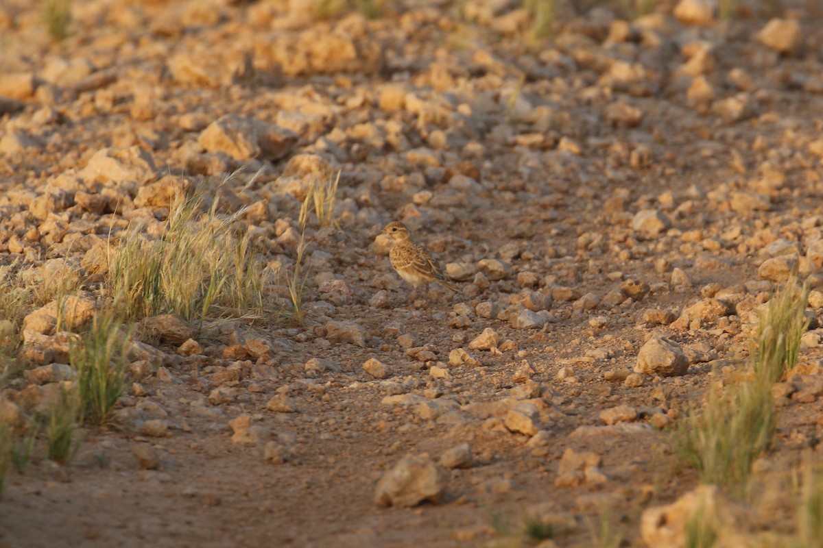 Mediterranean/Turkestan Short-toed Lark - Oscar Campbell