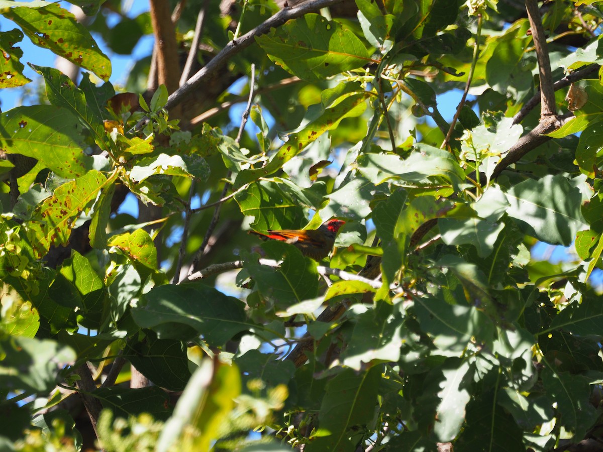 Orange-winged Pytilia - Adrian Hinkle