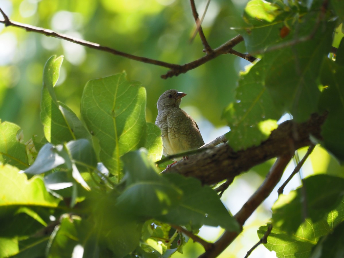 Orange-winged Pytilia - Adrian Hinkle