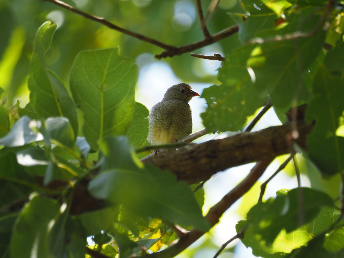 Orange-winged Pytilia - Adrian Hinkle