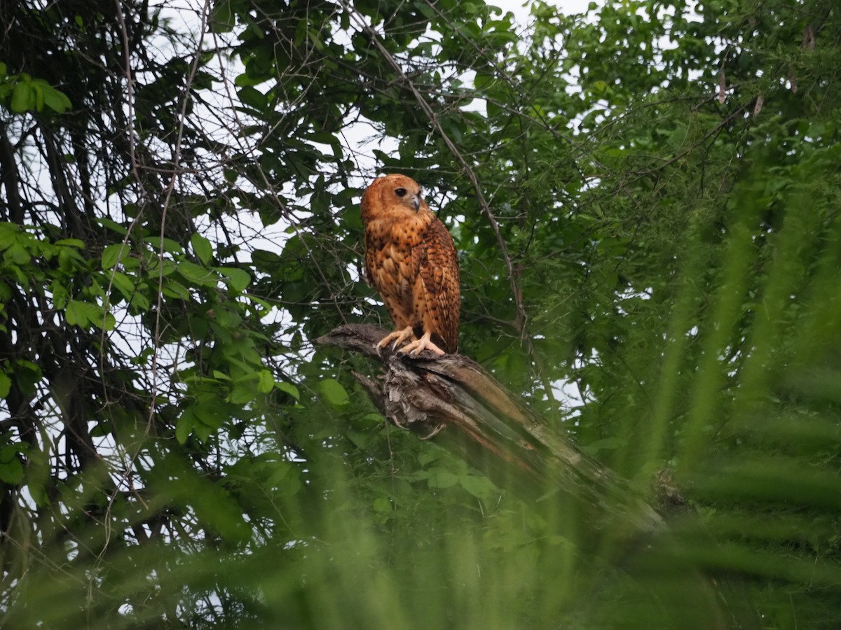 Pel's Fishing-Owl - Adrian Hinkle