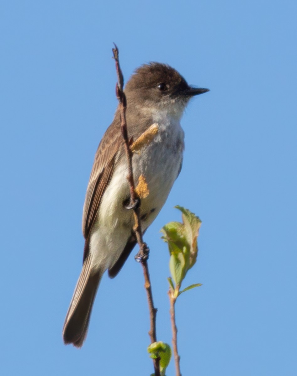 Eastern Phoebe - ML618721779