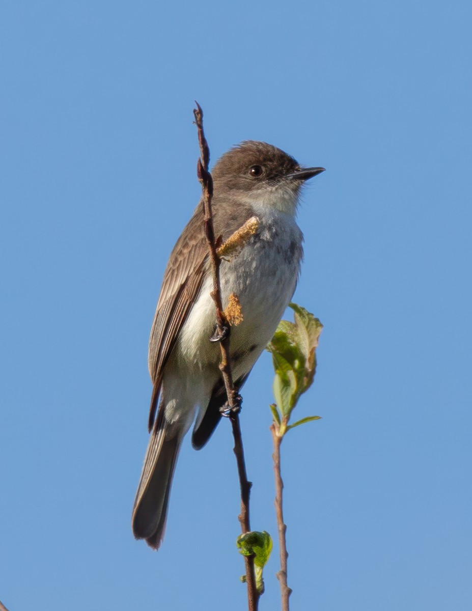 Eastern Phoebe - ML618721780