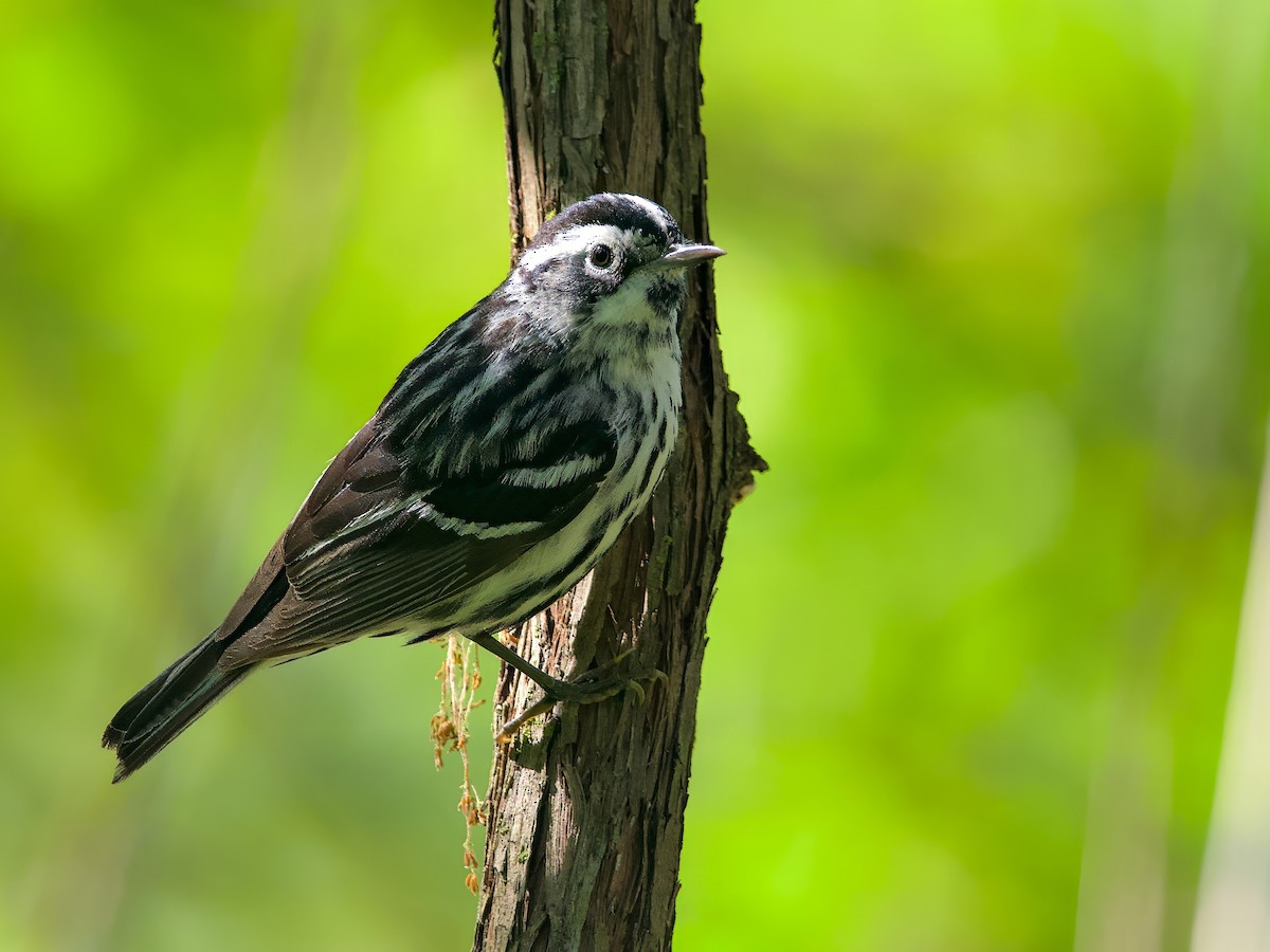 Black-and-white Warbler - ML618721787