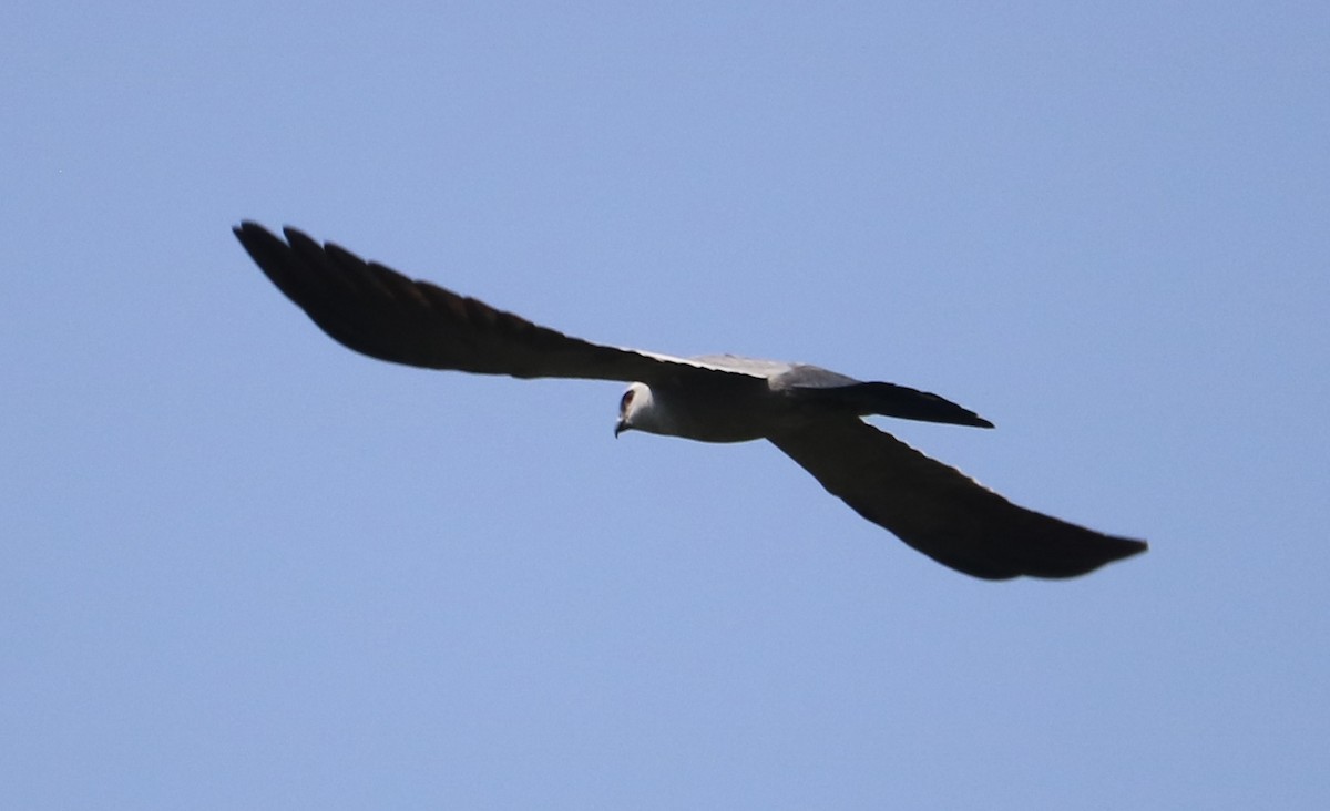 Mississippi Kite - Lynn Seman