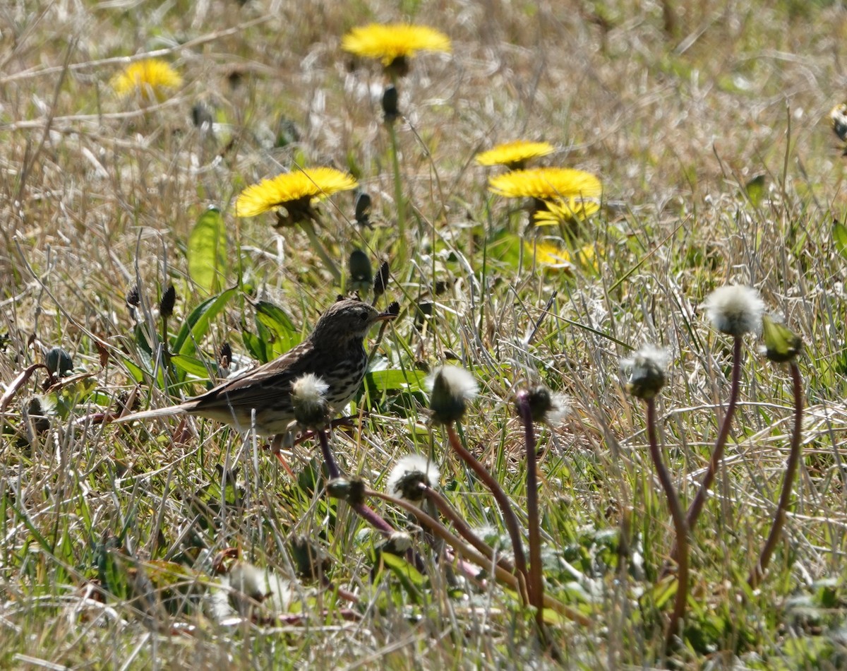 Meadow Pipit - ML618721806