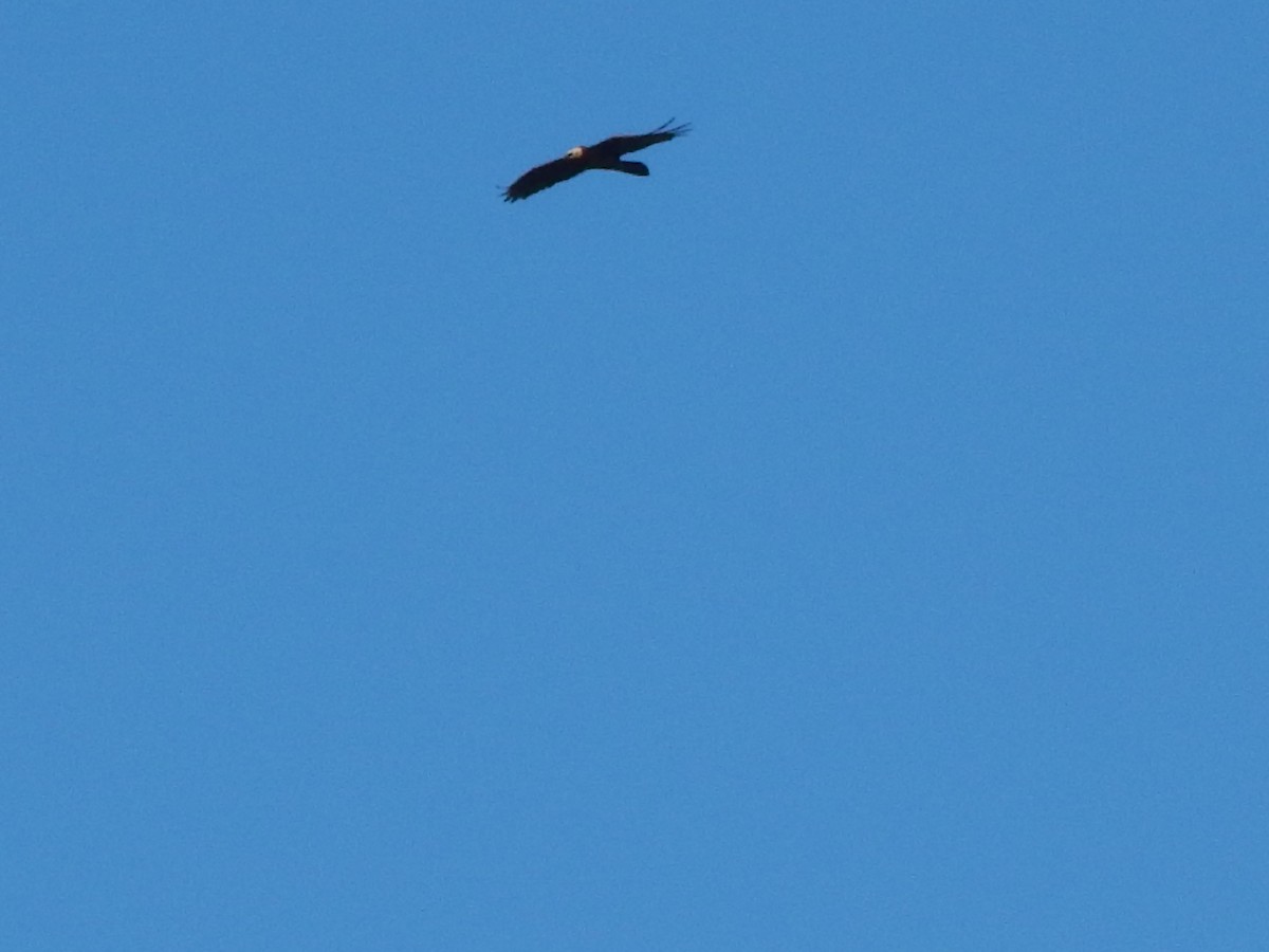 Bearded Vulture - ML618721808