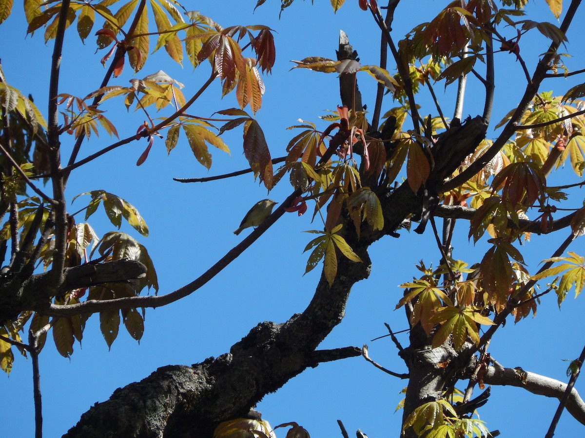 Hume's Warbler - ML618721837