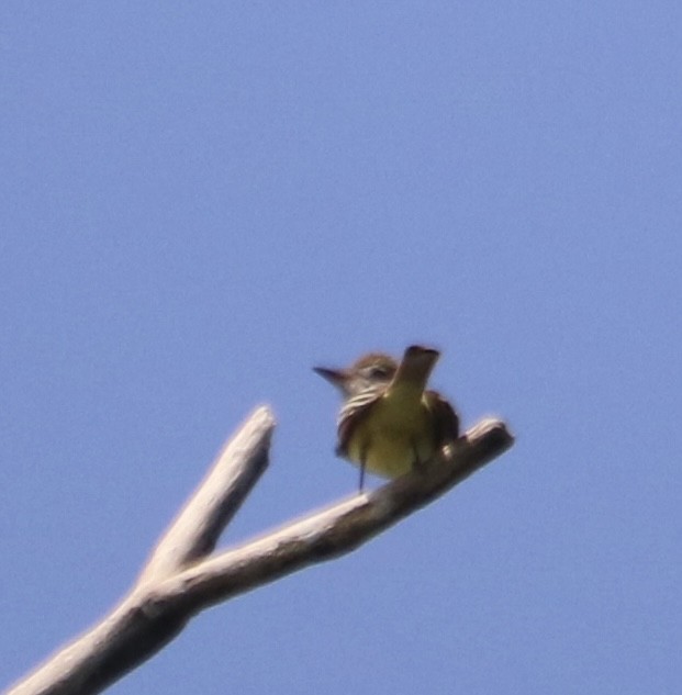 Great Crested Flycatcher - Lynn Seman