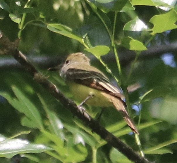 Great Crested Flycatcher - Lynn Seman