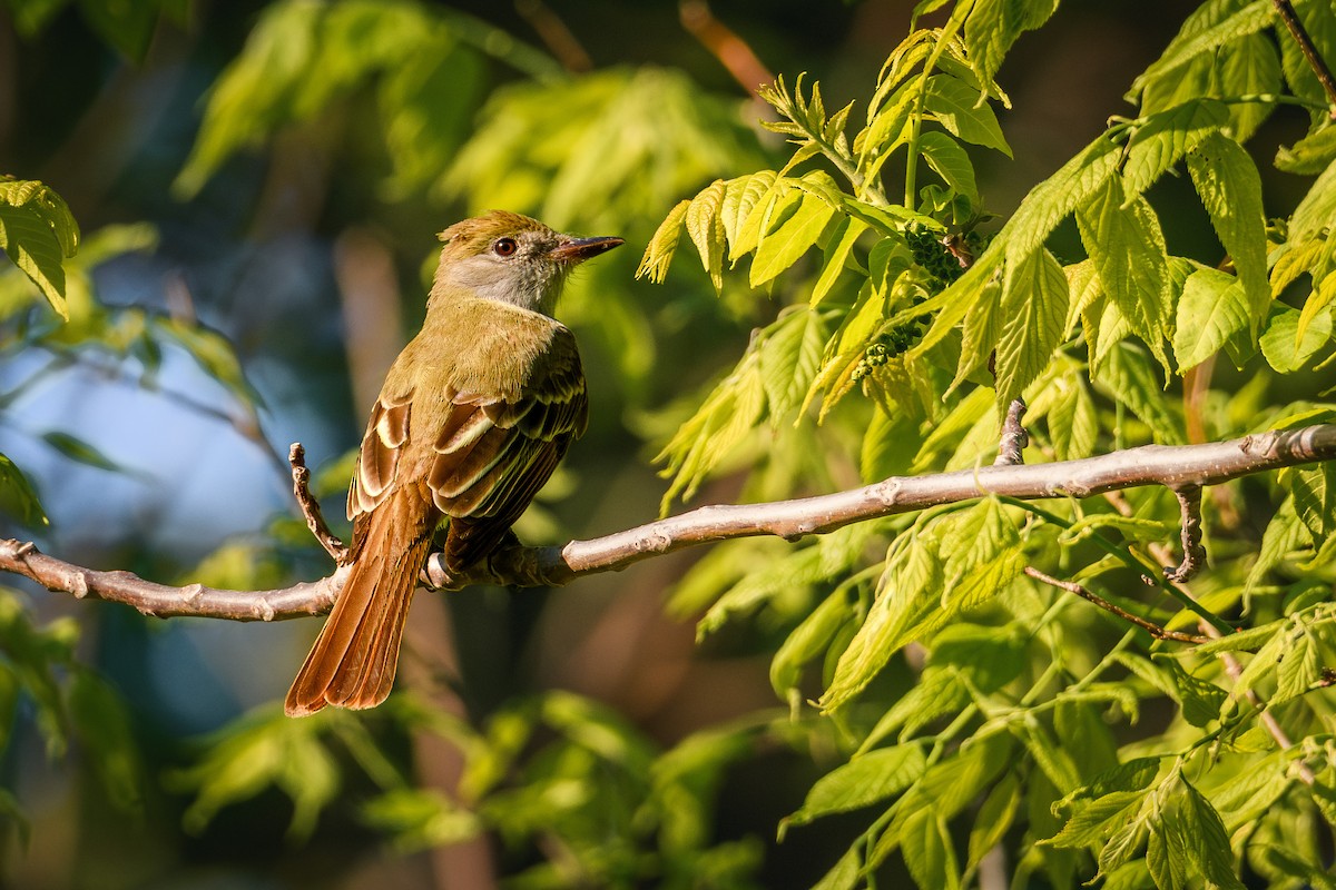 Great Crested Flycatcher - ML618721869