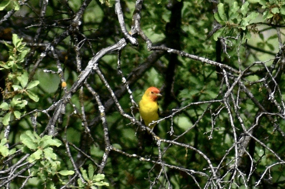 Western Tanager - Alena Capek
