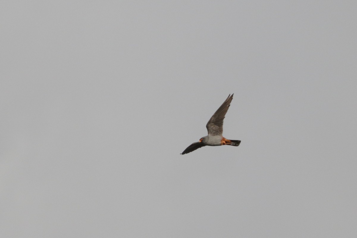 Red-footed Falcon - ML618721878