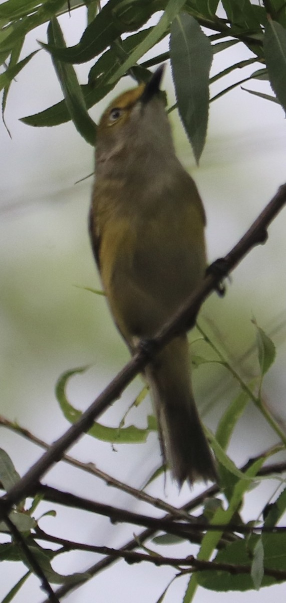 White-eyed Vireo - ML618721888