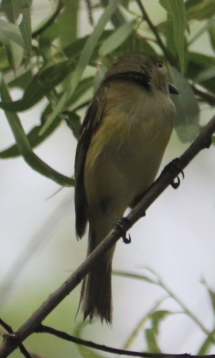 hvitøyevireo - ML618721889