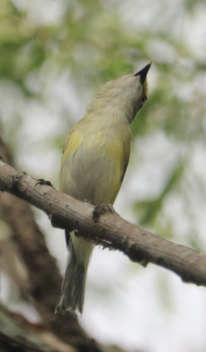 Ak Gözlü Vireo - ML618721890