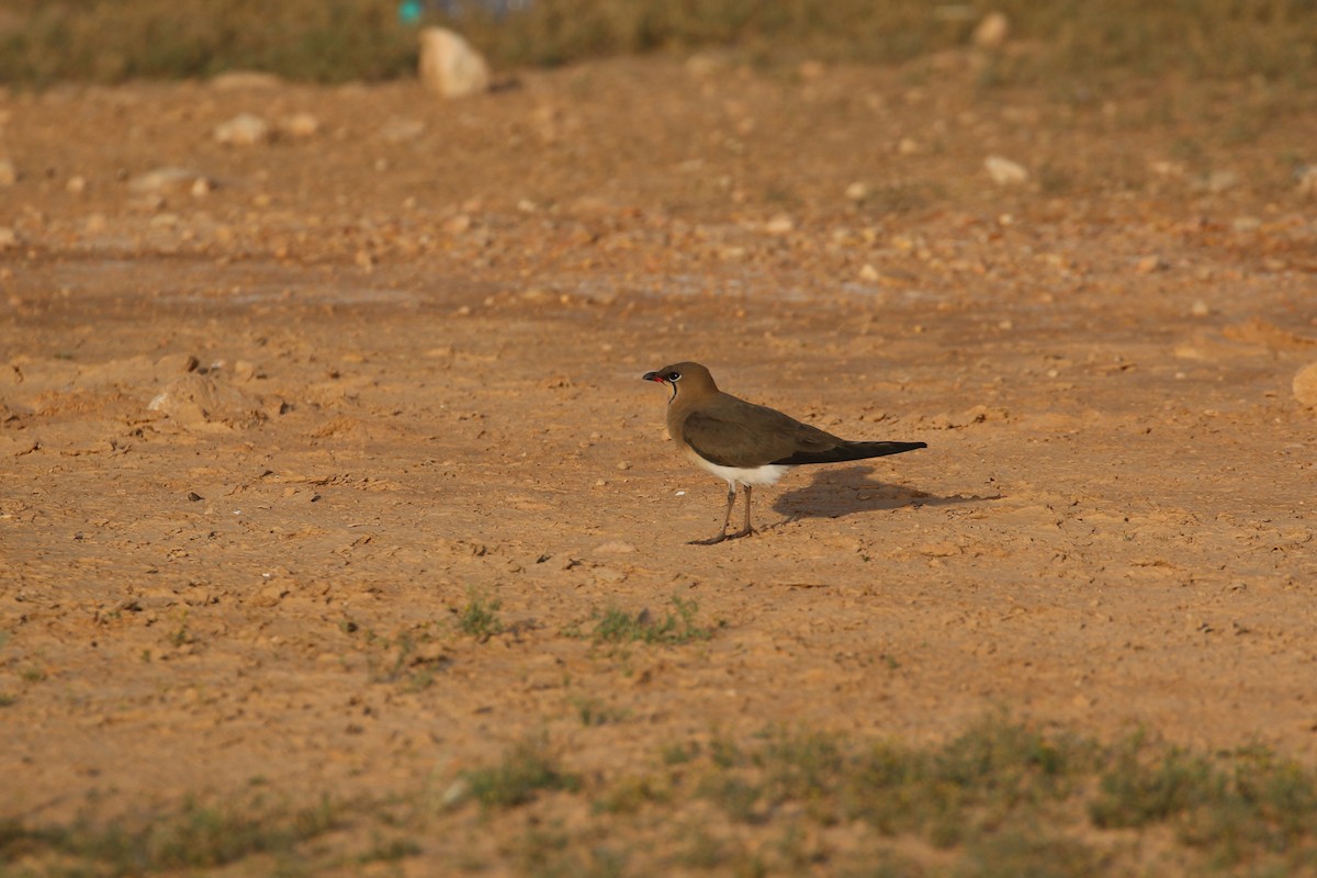 Collared Pratincole - ML618721910