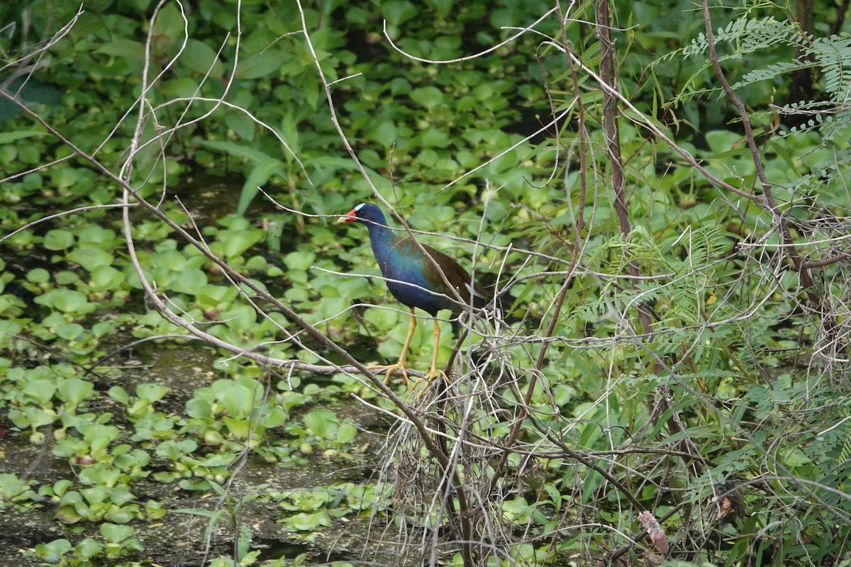 Purple Gallinule - ML618721912