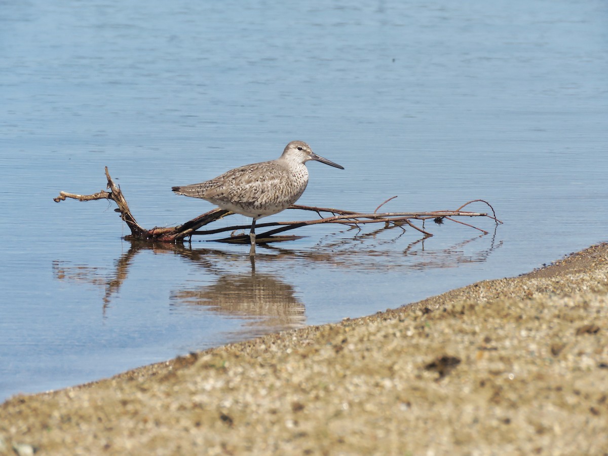 Willet - ML618721915