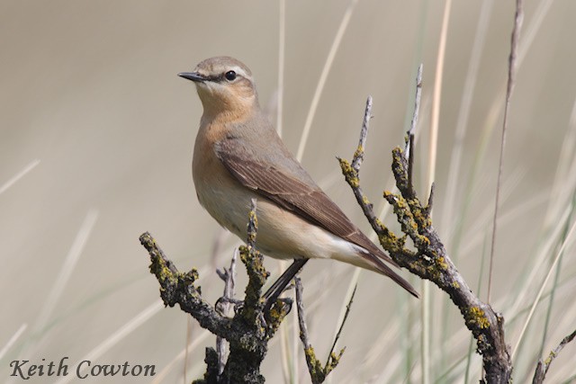 Northern Wheatear - Keith Cowton