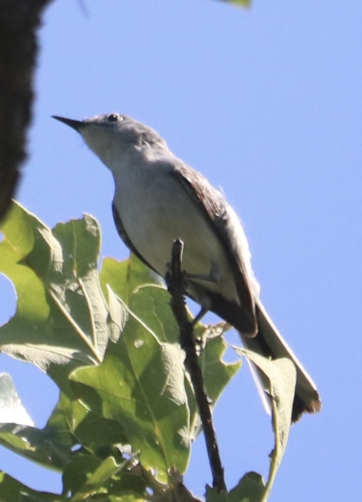 Blue-gray Gnatcatcher - ML618721928