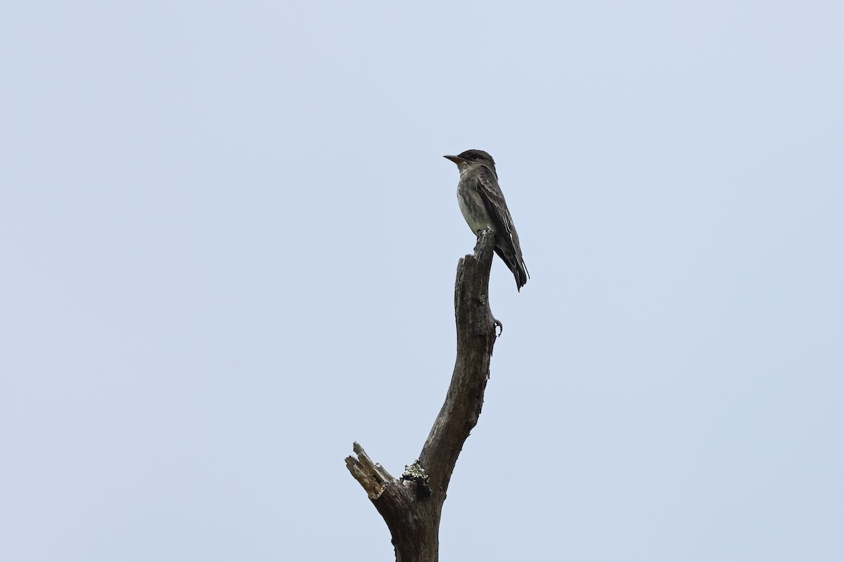 Olive-sided Flycatcher - ML618721939