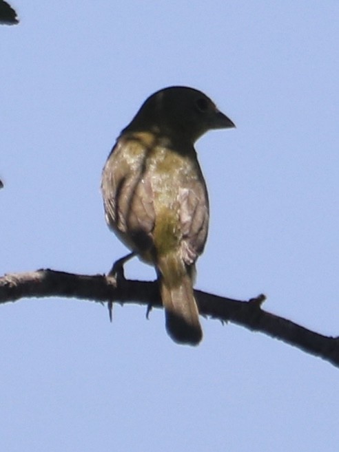 Painted Bunting - ML618721970