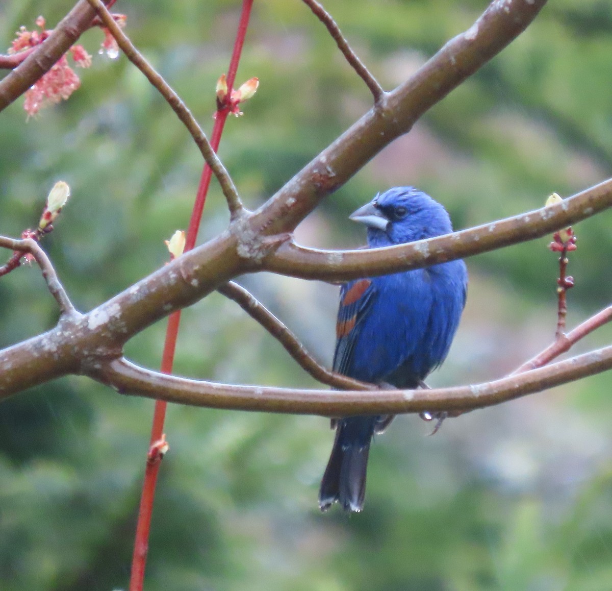 Blue Grosbeak - ML618721979