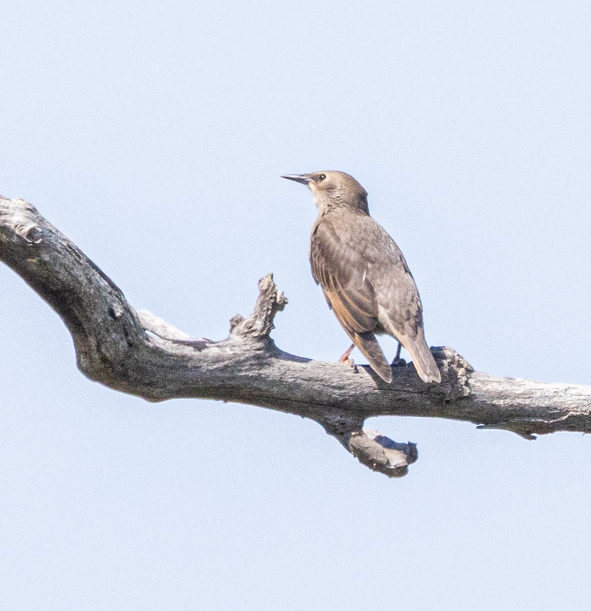 European Starling - Ben  Valdez