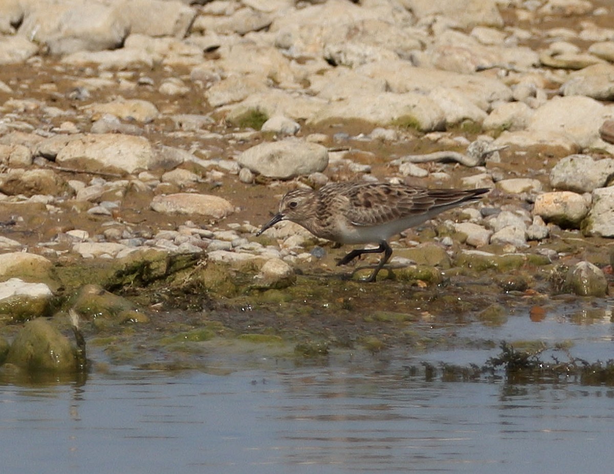 Baird's Sandpiper - ML618722041