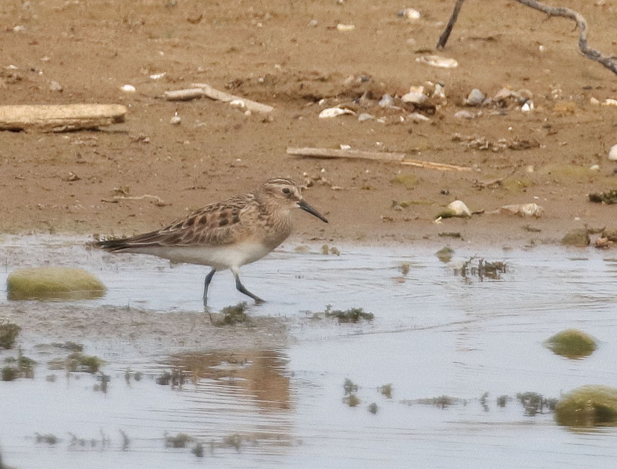 Baird's Sandpiper - Carlos Escamilla