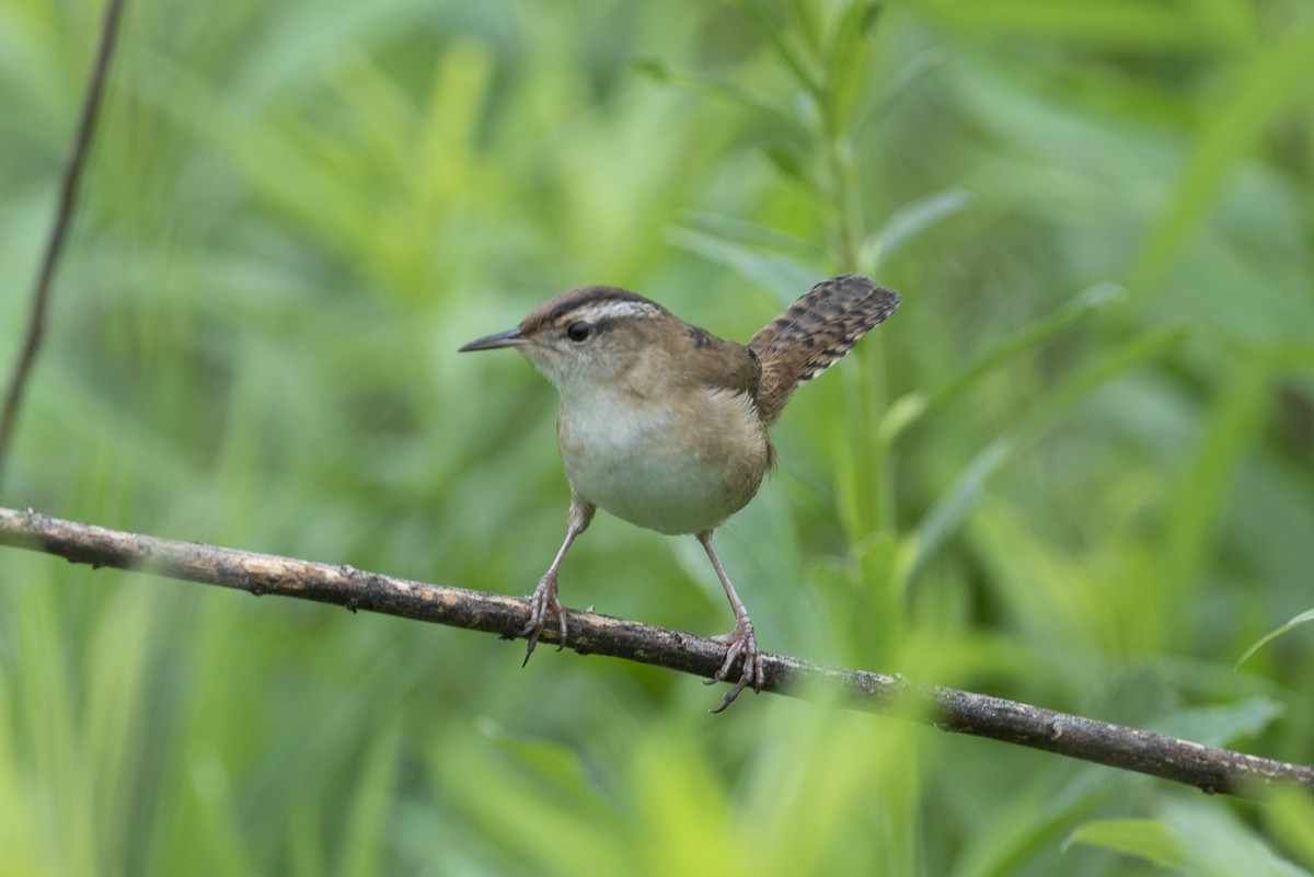 Marsh Wren - ML618722046