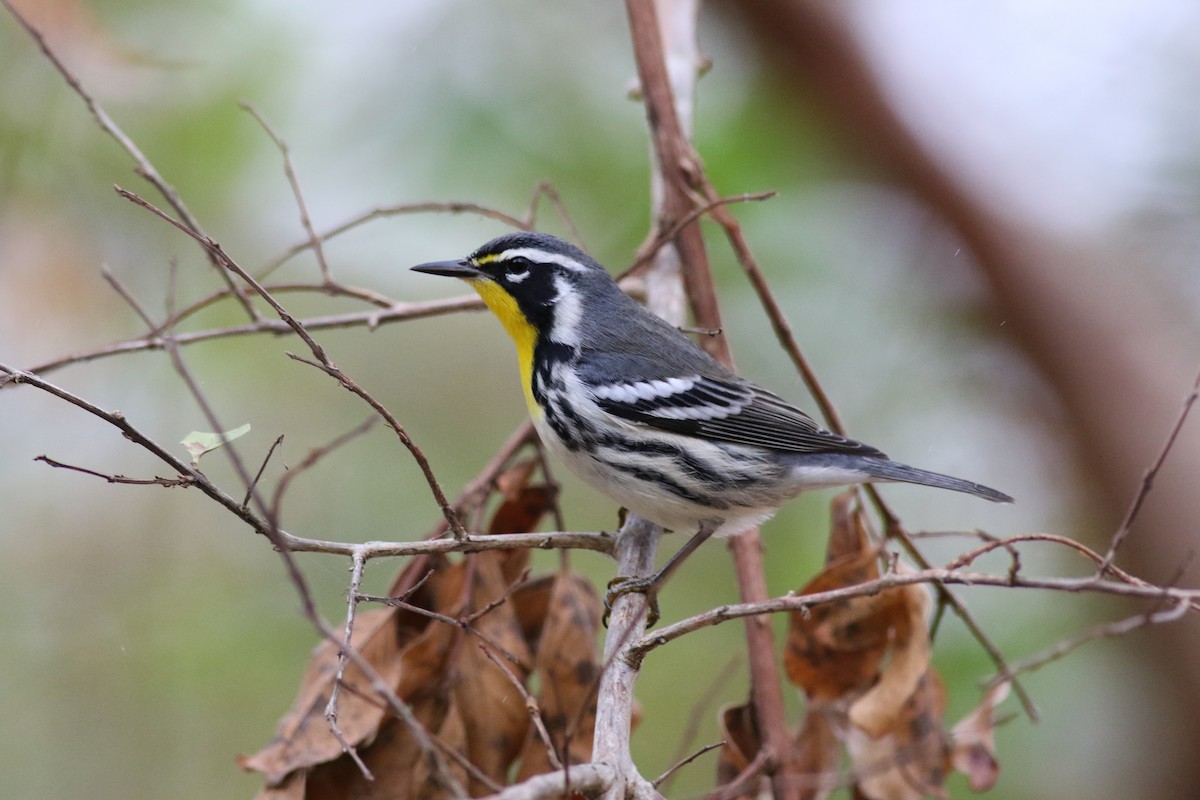 Yellow-throated Warbler - ML618722069