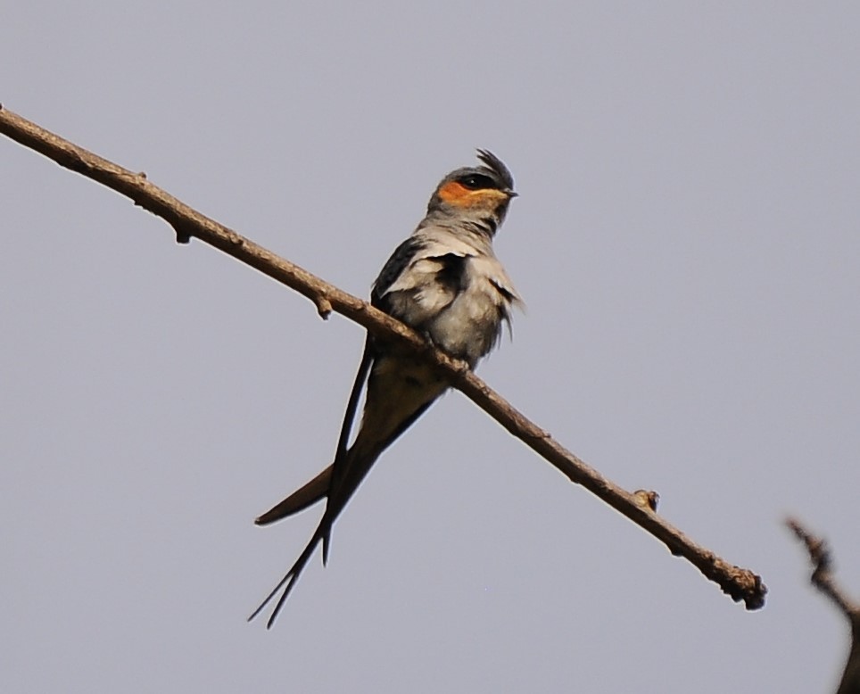 Crested Treeswift - ML618722073