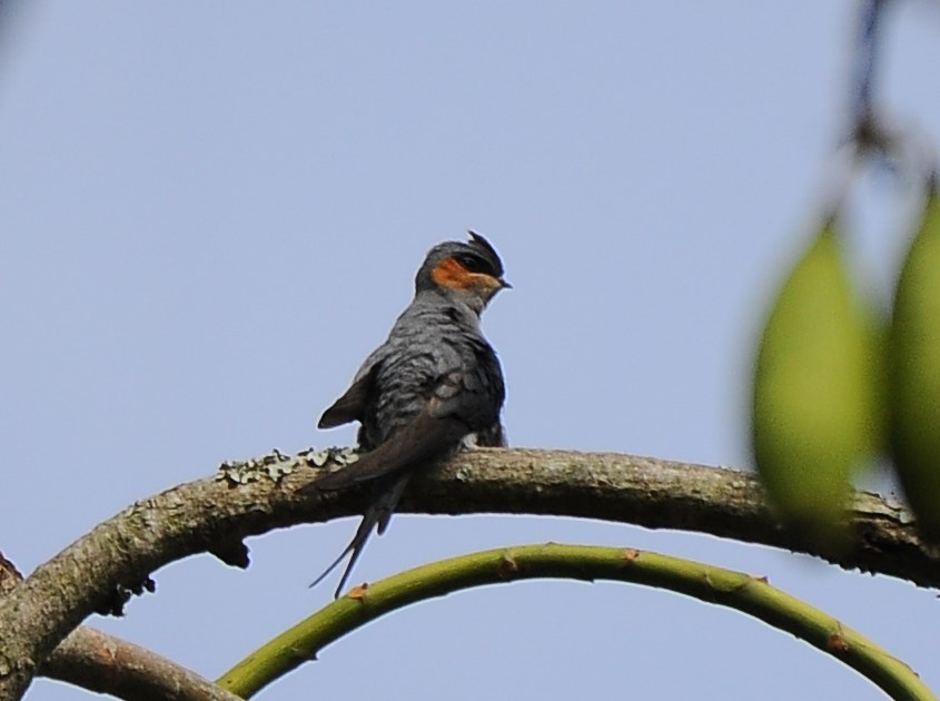 Crested Treeswift - ML618722074