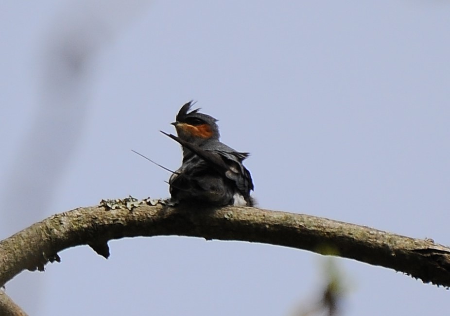 Crested Treeswift - ML618722075