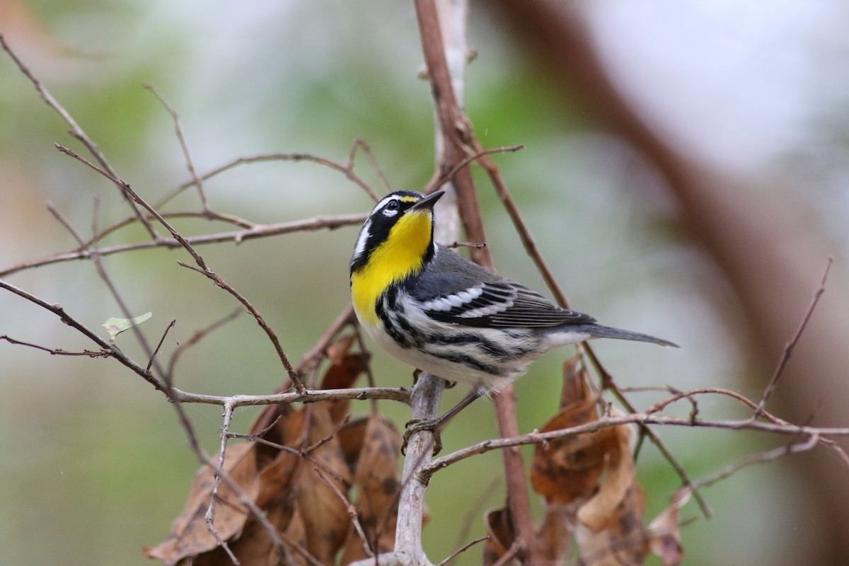 Yellow-throated Warbler - ML618722076