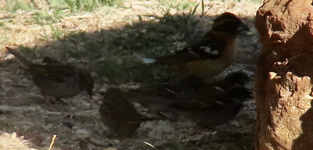 Cardinal à tête noire - ML618722077