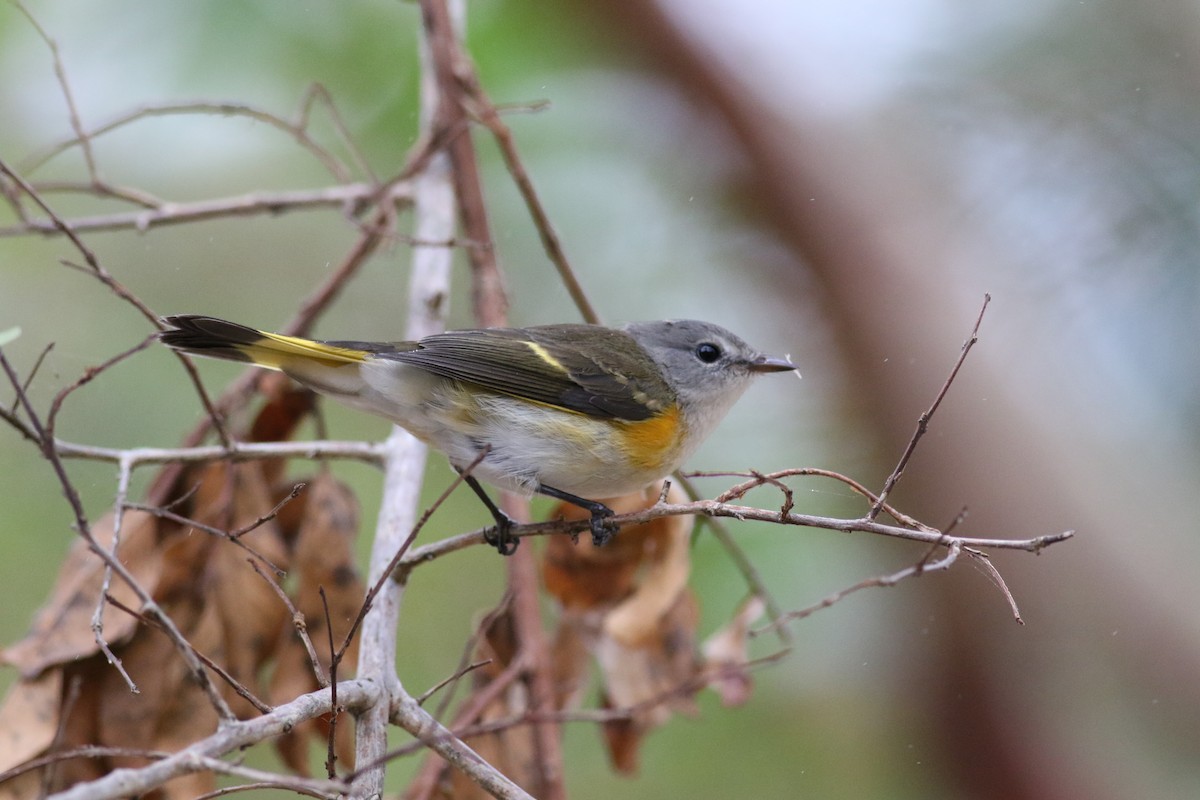 American Redstart - ML618722080