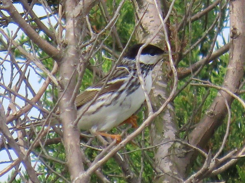 Blackpoll Warbler - ML618722081