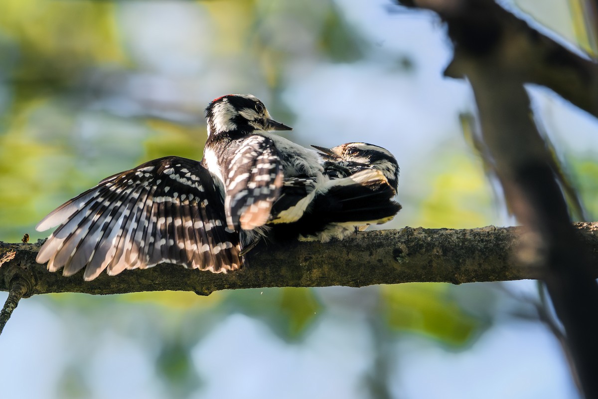 Downy Woodpecker (Eastern) - Collin Porter