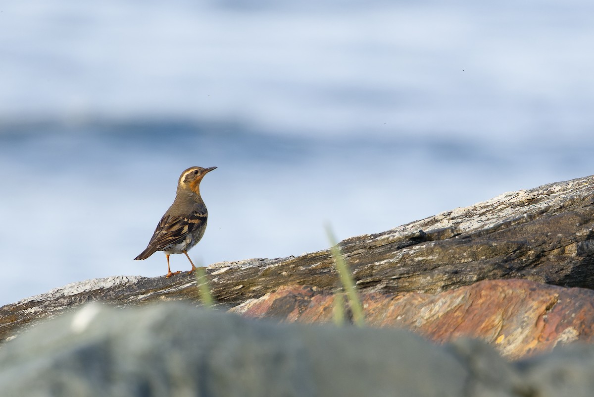 Varied Thrush - ML618722095